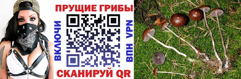 Псилоцибиновые грибы Cubensis  MEGA ссылки  Серпухов 